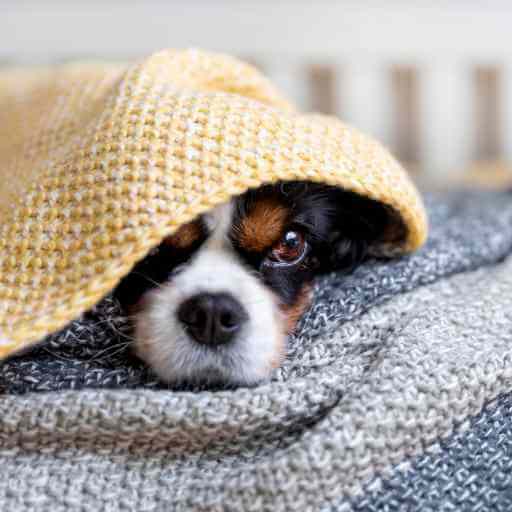 Weighted Blankets for Sensory Integration LifterLMS Demo